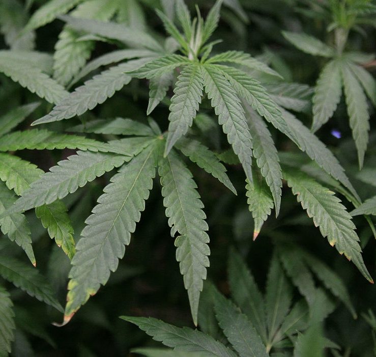 5 States Legalize Marijuana: Workplace Impact