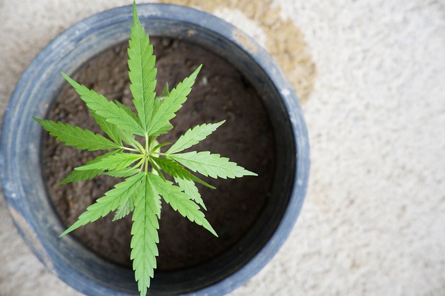 Marijuana and the Workplace