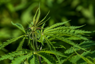 Cannabis Dust a Major Respiratory Hazard?